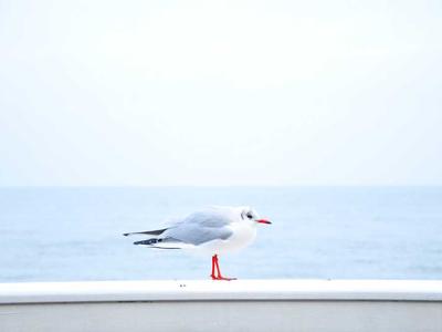 双色球百科